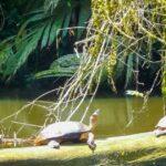 Tortuguero travel guide