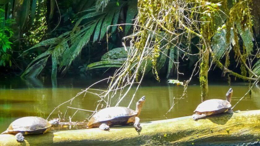 Tortuguero travel guide