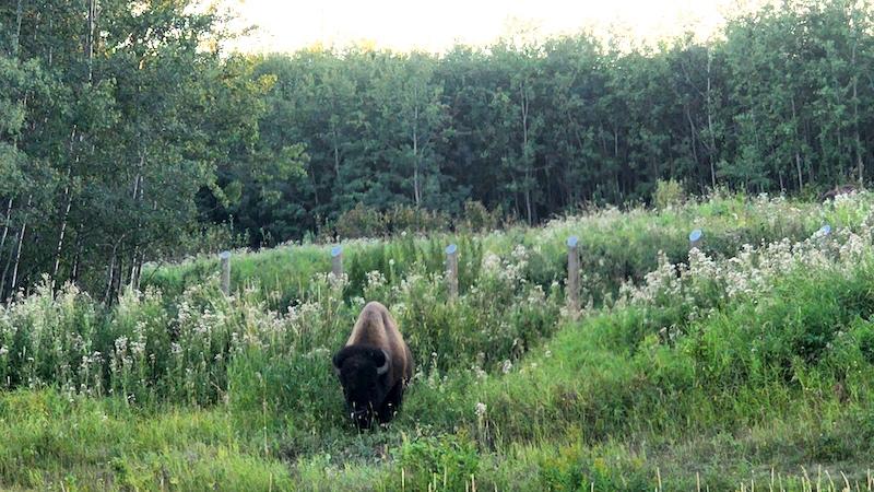 bison at elk island national park