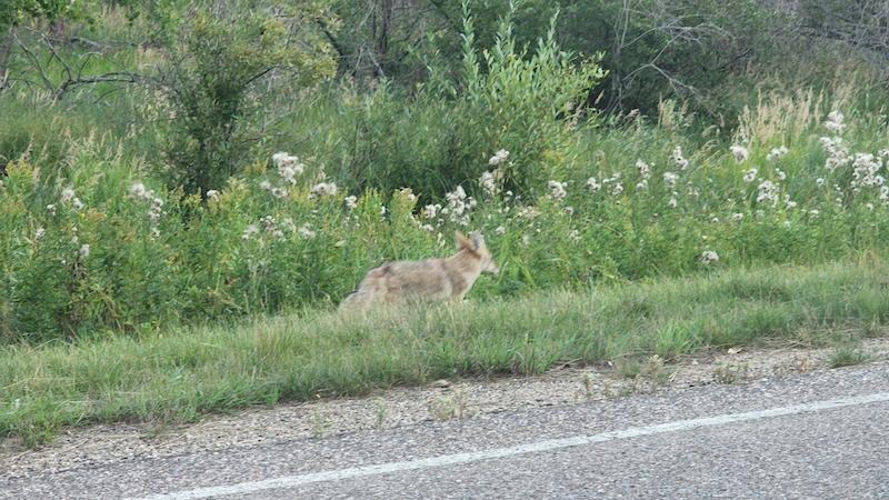 cayotes at elk island national park