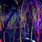 The meow wolf art collection