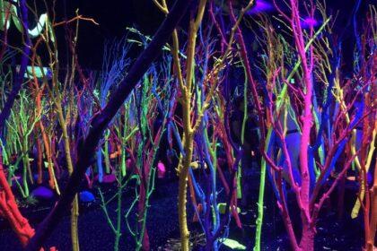 The meow wolf art collection