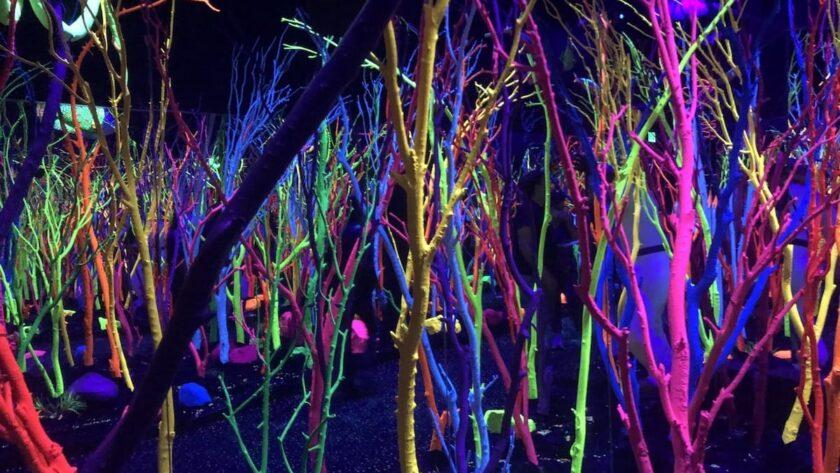 The meow wolf art collection