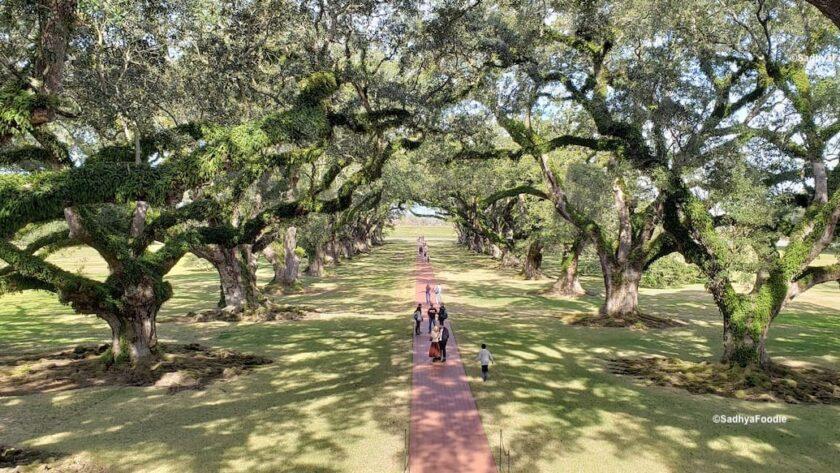 Oak Alley Plantation