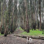 Lovers Lane in the Presidio National Park