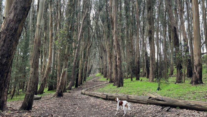 Lovers Lane in the Presidio National Park