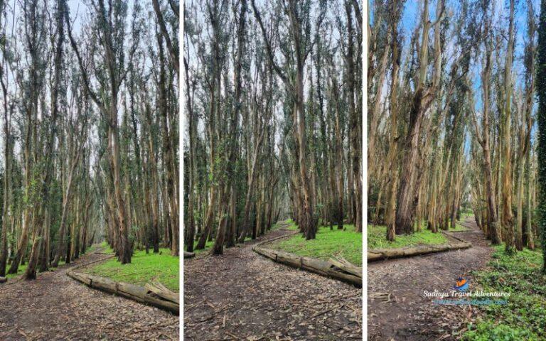 Walking the “Lover’s Lane” Trail and Wood Line
