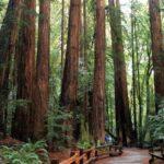 towering redwood trees muir woods