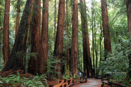 towering redwood trees muir woods