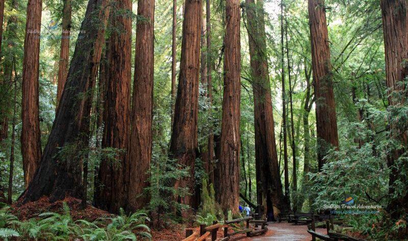 towering redwood trees muir woods