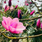 san francisco botanical garden