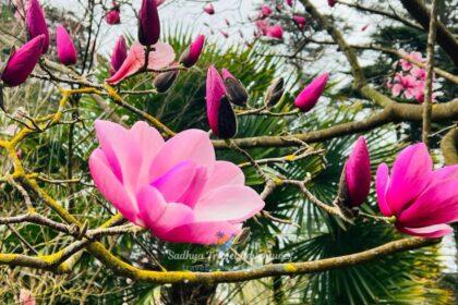 san francisco botanical garden