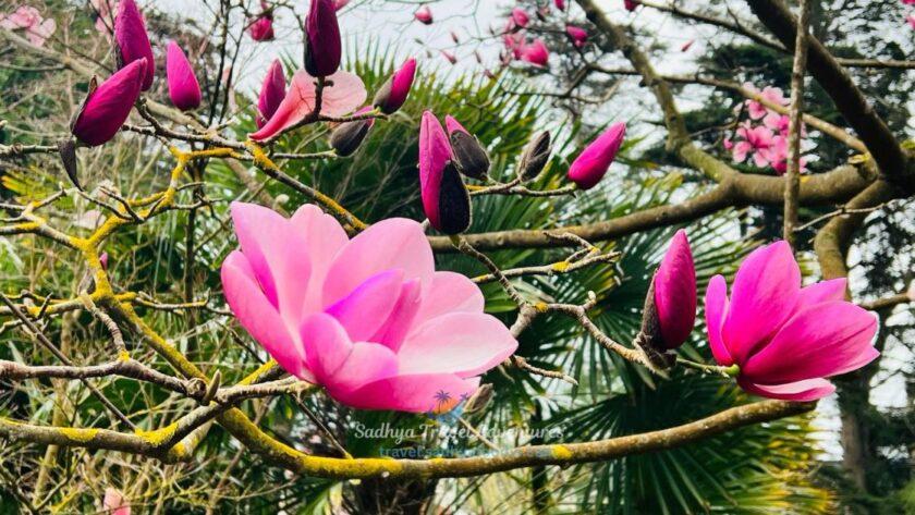 san francisco botanical garden