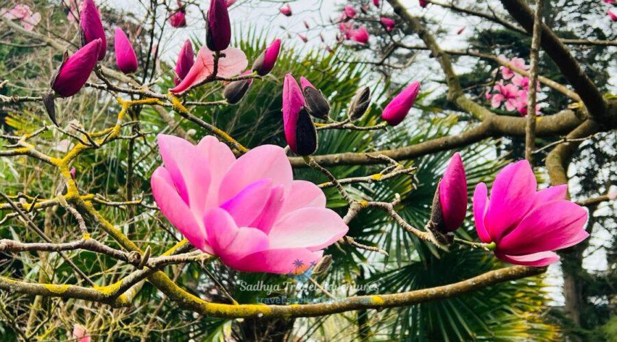 san francisco botanical garden